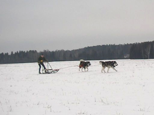 Бураншеев Андрей управляет упряжкой аляскинских маламутов Лею Блэка и Нанука